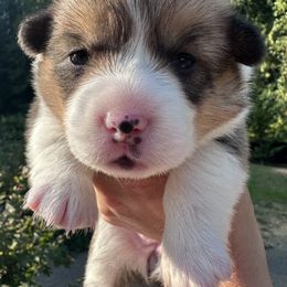 Pembroke Welsh Corgi Puppies from Ok hear me out. Corgis