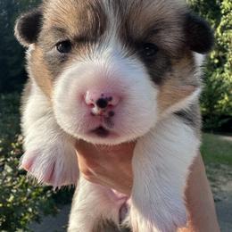 Pembroke Welsh Corgi Puppies from Ok hear me out. Corgis