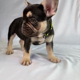 Dalia - Black and tan female French Bulldog puppy in Lehi, Utah from Kellysbulldogs
