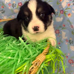 Pumbaa - Black and tan male Pembroke Welsh Corgi puppy in Washington from KB Corgis