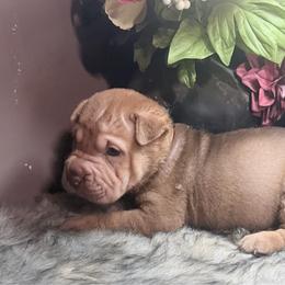 Millie - Brown female Chinese Shar-Pei puppy in Lehigh Acres, Florida from Florida Wrinkles