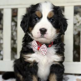 Bernese Mountain Dog and Cavalier King Charles Spaniel Puppies from Kiss A Doodlez