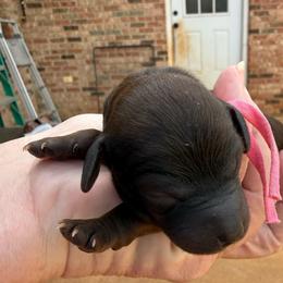 Pink Collar - Brindle female Poodle puppy in Huntsville, Alabama from Flint River Poodles