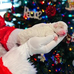 Dasher - Parti female Goldendoodle puppy in Montgomery, Texas from Dacus Doodles