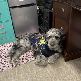 Mando - Goldendoodle