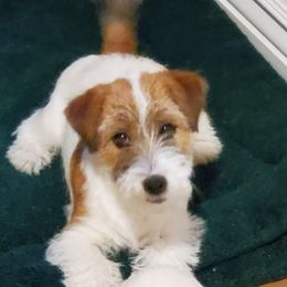 Russell Terriers from Spotswood Jacks