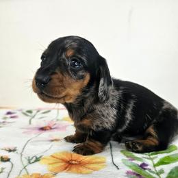 Black and tan dapple male (Orange) 3208.56 - Dapple male Dachshund puppy in Belle Rive, Illinois from Akin's Miniature Dachshunds, LLC
