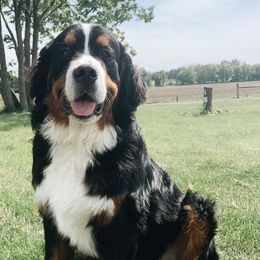 Georgie - Bernese Mountain Dog