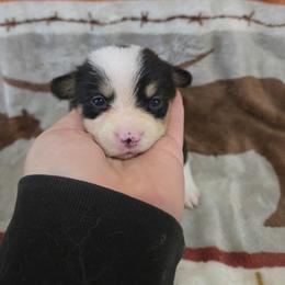 Sookie - Black and tan female Pembroke Welsh Corgi puppy in Chariton, Iowa from Kickin It Acres BCs