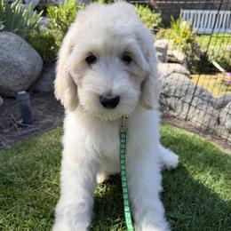 Zephyr - Caramel cream male Australian Labradoodle puppy in Upland, California from Kings Labradoodles