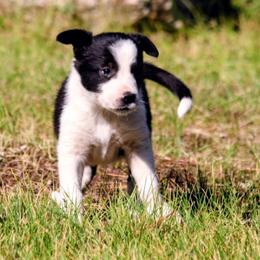 Slick - Black and white male Border Collie puppy in Custer, South Dakota from Pinpoint Border Collies