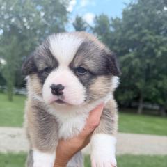 Orange - Sable male Pembroke Welsh Corgi puppy in Saint Paris, Ohio from Lee Farm