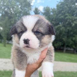 Orange - Sable male Pembroke Welsh Corgi puppy in Saint Paris, Ohio from Lee Farm