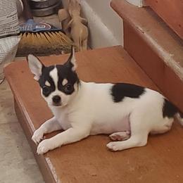 Charlie - Black and white male Chihuahua puppy in Lake George, New York from Moonhill Chihuahuas