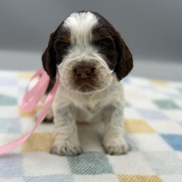 Boo - Tri-Roan female English Springer Spaniel puppy in Rogers, Ohio from StoneyBrook Setters