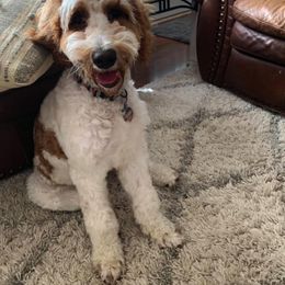 Goldendoodle All Grown Up from Tambre's Goldendoodles