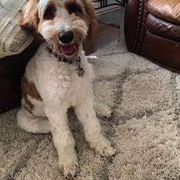 Goldendoodle All Grown Up from Tambre's Goldendoodles
