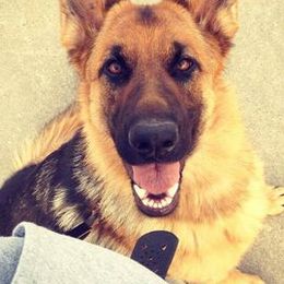 German Shepherds from Silverwolf German Shepherds