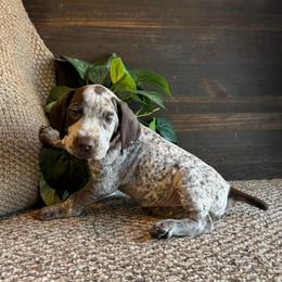 Wishbone - Liver and white male German Shorthaired Pointer puppy in Ulen, Minnesota from North Wind Gundogs