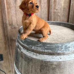 Red Collar - Red female English Cocker Spaniel puppy in Ohatchee, Alabama from Otter Creek Kennels