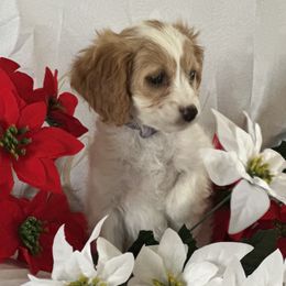 Tiny - Parti female Goldendoodle puppy in Waynesboro, Virginia from Forest Creek Kennel
