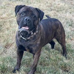 Bullmastiffs from Golden Mountains Bullmastiffs