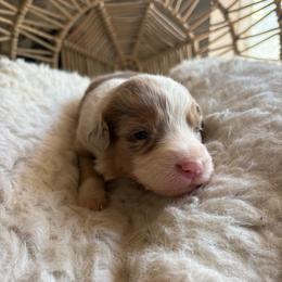Lucinda - Red merle female Australian Shepherd puppy in Grants Pass, Oregon from Carmel Mountain Aussies