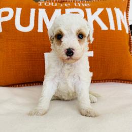 Casper - Parti male Goldendoodle puppy in Auburn, Indiana from Martin’s Doodles