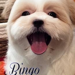 Bingo - Sable male Mi-Ki puppy in Middleburg, Florida from Elegant Tiny Paws