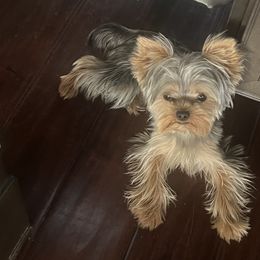Yorkshire Terriers from Luxe Yorkies of Central Valley