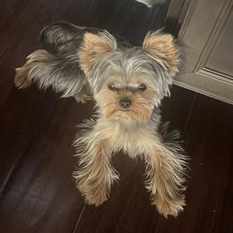 Yorkshire Terriers from Luxe Yorkies of Central Valley