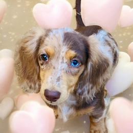 Cowgirl - Dachshund