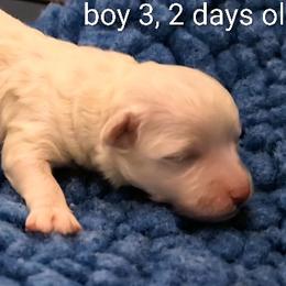 Boy 3 - White male Bichon Frise puppy in Towson, Maryland from Baltimore Bichons, Inc.