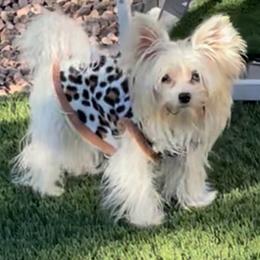 Dakota - Yorkshire Terrier
