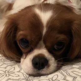 Ellie - Cavalier King Charles Spaniel