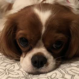 Ellie - Cavalier King Charles Spaniel