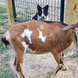 Border Collies and Miniature American Shepherds from SaturnMoon MAS & BC