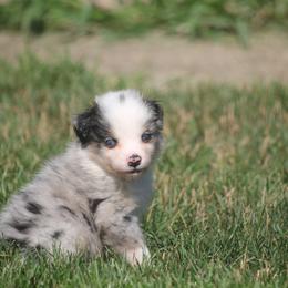 TeeTee - Blue merle male Miniature American Shepherd puppy in Tiskilwa, Illinois from First Harmony Farms