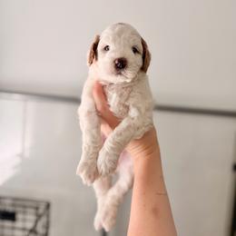 Sparky - Parti female Goldendoodle puppy in Vancouver, Washington from Blissful Doodles