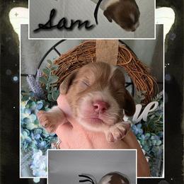 Sam 3000 - Piebald male Dachshund puppy in Gatesville, Texas from CJ's Dach Dynasty
