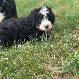 Ace - Tri-color male Bernedoodle puppy in Moulton, Iowa from Shondel Puppy Paws