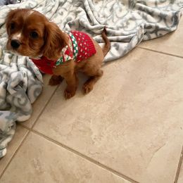 Cavalier King Charles Spaniel Puppies from Cavi Cutie Collective