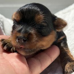 Yorkshire Terrier puppies from Yorkies of Escondido