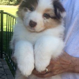 Australian Shepherd Puppies from Highline
