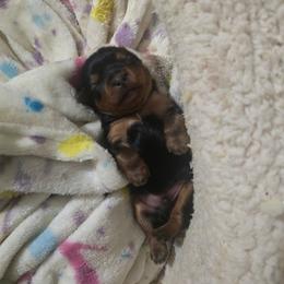 Yorkshire Terrier puppies from Diamond Doll Yorkies