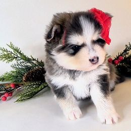 Noel - Blue female Pomsky puppy in Tucson, Arizona from Mini Pomsky Puppies
