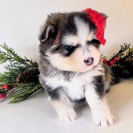 Noel - Blue female Pomsky puppy in Tucson, Arizona from Mini Pomsky Puppies