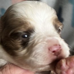 RMM3 - Red merle Toy Australian Shepherd puppy in Griffin, Georgia from No Matter Farm