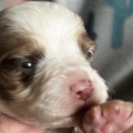 RMM3 - Red merle Toy Australian Shepherd puppy in Griffin, Georgia from No Matter Farm