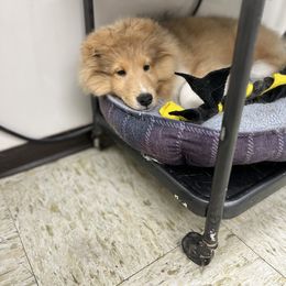 Dalmatian and Shetland Sheepdog Puppies from Karmayne Kennels